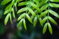 Close up. Green leaf, even-pinnately compound leaf, paripinnate leaf. Oblong, linear leaf shape