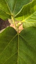 Close up of green leaf of the figs plant