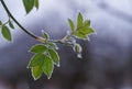 Close up of a green leaf with frost or ice on the tree in winter Royalty Free Stock Photo