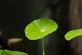 Close up Green leaf of Gotu kola tree Royalty Free Stock Photo
