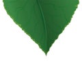 Close-up of a green leaf in gradient effect over white background, Vector illustration