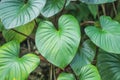 Green leaf heart shaped ,Homalomena rubescens isolated on white background Royalty Free Stock Photo