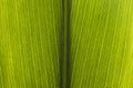 close up green leaf. High quality photo Royalty Free Stock Photo