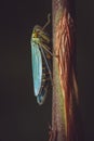 A close up of a green leaf hopper Royalty Free Stock Photo