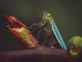 A close up of a green leaf hopper Royalty Free Stock Photo