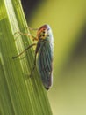 A close up of a green leaf hopper Royalty Free Stock Photo