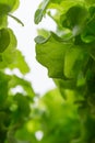 Top view high quality of hydroponic tecnology vegetable lattuce in the greenhouse farm.