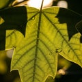 Surrounding background is softly blurred, focusing attention on the leaf Royalty Free Stock Photo