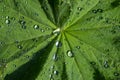 Close up of green leaf of lady s mantle or Alchemilla with dew drops Royalty Free Stock Photo