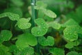 Close up on green leaf of leucocephala with water drops