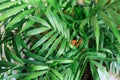 Close up of green leaf, macro shot. Texture of palm tree leaf. Indoor gardening, hobby. Royalty Free Stock Photo