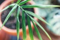 Close up of green leaf, macro shot. Texture of palm tree leaf. Indoor gardening, hobby Royalty Free Stock Photo