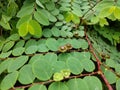 A close-up of a green leaf makes beautiful background