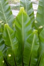 The mature bird nest fern Asplenium nidus. Royalty Free Stock Photo