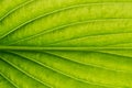 Close-up green leaf. Natural background. Royalty Free Stock Photo