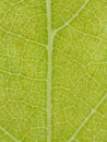 Close Up Of A Green Leaf Natural Background Royalty Free Stock Photo