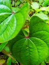 close up of green leaf natural fresh background Royalty Free Stock Photo