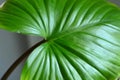 close up detail and texture of striped green leaf, nature background