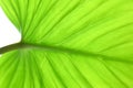 close up detail and texture of striped green leaf, nature background