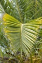 Close up of a green leaf of a palm tree Royalty Free Stock Photo