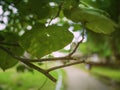 Close up green leaf