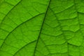 Close up of green leaf pattern. Macro shot of avocado green leaf texture. Green leaf background. Green leaf with structure. Royalty Free Stock Photo