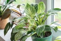 Close up of green leaf of philodendron birkin or new wave. plant in a pot on the windowsill at home. indoor gardening.