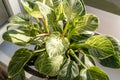 Close up of green leaf of philodendron birkin or new wave. plant in a pot on the windowsill at home. indoor gardening. Royalty Free Stock Photo