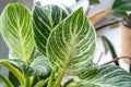 Close up of green leaf of philodendron birkin or new wave. plant in a pot on the windowsill at home. indoor gardening. Royalty Free Stock Photo