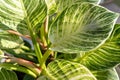Close up of green leaf of philodendron birkin or new wave. plant in a pot on the windowsill at home. indoor gardening. Royalty Free Stock Photo