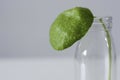 Close up of a green leaf from a Pilea peperomioides with water drops in a small bottle