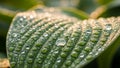 A close up of a green leaf possibly a Hosta covered in numerous dew droplets Royalty Free Stock Photo