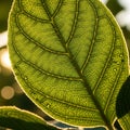 Background is softly blurred, emphasizing the leaf s texture and natural Royalty Free Stock Photo