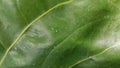 Close-up of a green leaf with prominent veins and a distinctive wavy texture. Royalty Free Stock Photo