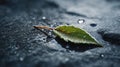 Frozen Green Leaf on Dark Stone, Water Droplets Royalty Free Stock Photo