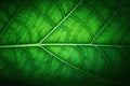 a close up of a green leaf\'s leaf structure with a dark background photo of a green leaf\'s leaf stru