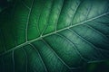 a close up of a green leaf\'s leaf structure with a dark background and a soft focus to the center of the leaf\'s leaf