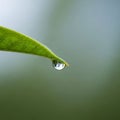 A close up of a green leaf s pointed tip with a single water droplet hanging Royalty Free Stock Photo
