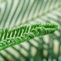 Close-up of green leaf of sago palm tree in spring,water drops Royalty Free Stock Photo