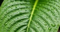 Close-up of a green leaf showing detailed patterns of veins running parallel to the Royalty Free Stock Photo