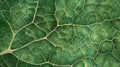 Close-up of a green leaf showing detailed vein patterns and tiny droplets Royalty Free Stock Photo