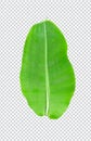 green banana tree leaves on a white background, green, green leaf, plant, green tree branch png file Royalty Free Stock Photo