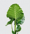 green monstara raw tree leaves on a white background, green, green leaf, plant, green tree branch png file