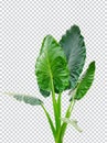 green monstara raw tree leaves on a white background, green, green leaf, plant, green tree branch png file