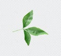 three green leaves are shown on a white background, a green Aegle marmelos leaf is shown on a white