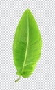 a green Banana leaves of tree on a white background, green leaf, plant, green tree branch png file Royalty Free Stock Photo