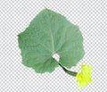 a green pumpkin raw leaves with of tree branch on a white background, green leaf, plant, green tree branch png file