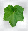 a green pumpkin raw leaves with of tree branch on a white background, green leaf, plant, green tree branch png file