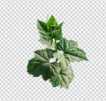 a green vegetables raw leaves with of tree branch on a white background, green leaf, plant, green tree branch png file