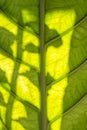 Close-up of green leaf straight stalk at middle beautiful from background and natural texture Royalty Free Stock Photo